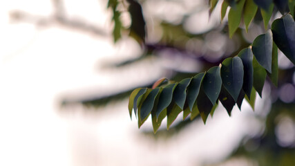 The gooseberry leaves are green, and the background is a white sky.