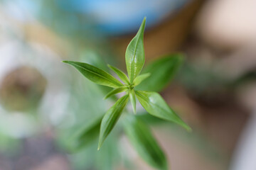 Ornamental trees, leaf parts. The leaves are small, green.