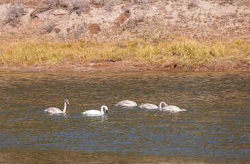 Young Trumpeter Swans on  River in Autumn