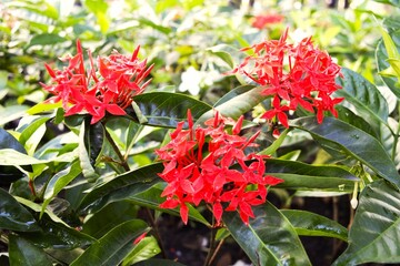 Ixora chinensis in Vietnam 