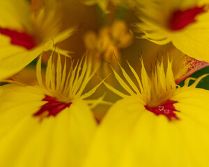 Close-Up of a Bright Yellow Bloom with Intricate Red Highlights and Central Floral Structures in Sharp Focus