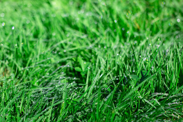 Green grass with drops of dew on the lawn. Background.