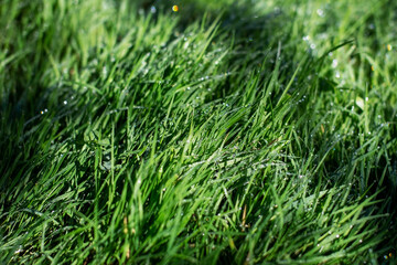 Green grass with dew drops close-up. Natural green background