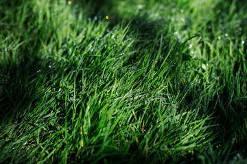 Fototapeta premium Fresh green grass with dew drops close-up. Natural background