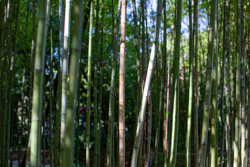 Fototapeta premium Bamboo forest in Kyoto, Japan. Arashiyama is one of Kyoto's most popular tourist destinations.