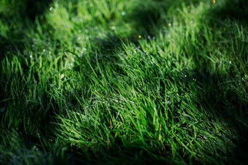 Green grass with dew drops. Natural background. Green grass texture.