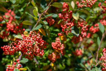 Red rowan berries on a tree in autumn. Close-up