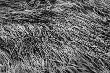 Fototapeta premium Close up of grass texture for background. Black and white photo.