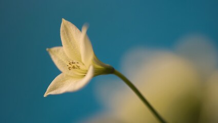A close up of a flower with a blue background.