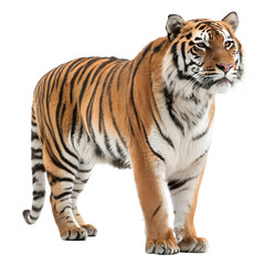Obraz premium High Quality Tiger PNG Transparent Image