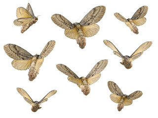 Flying cypress moth, Pachypasa otus or Sphinx otus (Lepidoptera: Lasiocampidae) is a one of the...