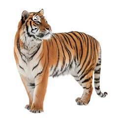 Fototapeta premium High Quality Tiger PNG Transparent Image