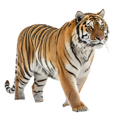 Obraz premium High Quality Tiger PNG Transparent Image