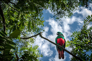 Red-breasted parrot perched on a branch, looking up at a partly cloudy sky, surrounded by lush green foliage.