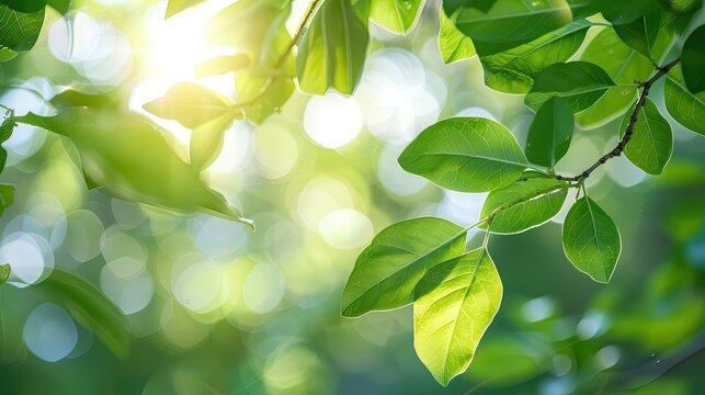 Fototapeta Bright summer foliage with sunlight filtering through leaves