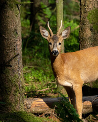 Majestic Male Deer (Buck) in the Forest – Strong and Noble Stag with Antlers, Standing Among Tall Trees in a Serene Woodland Habitat