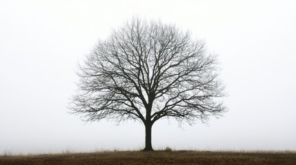 Silhouette of a Lone Tree on a Foggy Morning  Mystical Foggy Mornings, Winter season, Happy New Year, Happy Christmas 
