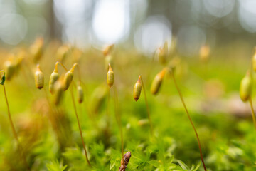 Close-Up of Moss Sporophyte – Tiny Stalks with Capsule Tops Emerging from Lush Green Moss, Showcasing the Reproductive Phase of Moss in Nature
