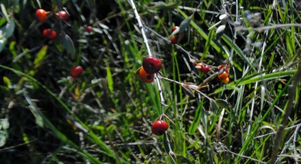 Fruit of Myrcia guianensis, photographed in the Brazilian Cerrado,