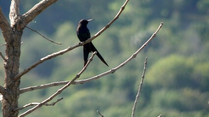 Scissor Hummingbird, Eupetomena macroura, photographed in the Brazilian Cerrado