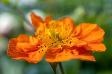 Close-Up of Orange Avens Flower – Vibrant Orange Petals and Intricate Details, Showcasing the Beauty and Rich Color of This Woodland Bloom