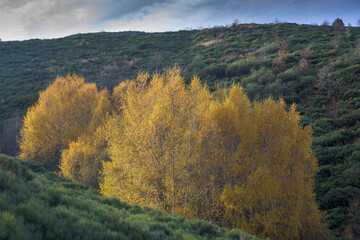 Alders Alnus glutinosa in autumn with yellow leaves in northern Extremadura