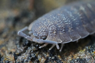 Extreme closeup on a Rough woodlouse, Porcelio scaber