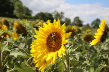 Obraz premium Close up of a Sunflower with bee, Derbyshire England 