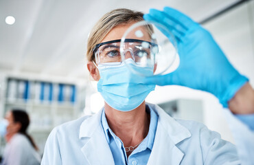Mature woman, scientist and petri dish for analysis in science lab in medical research or...