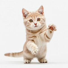 Fototapeta premium A playful orange tabby kitten with raised paws on a white background.