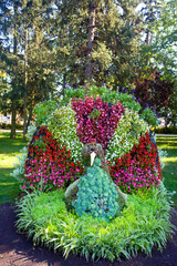 Piękny klomb kwiatowy w kształcie pawia, kwiatowe ozdoby, atrakcja turystyczna, Ciechocinek, Polska  © 123108 Aneta