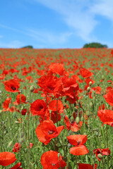 Fototapeta premium Field of Poppies against a blue sky, Unstone Derbyshire England 