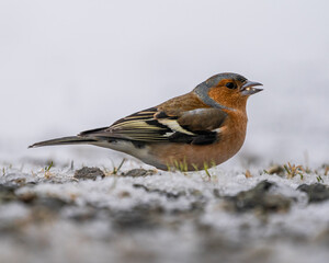 Chaffinch Foraging on Frosty Winter Ground – Vibrant Pink and Brown Plumage Contrasting with the Cold, Snowy Seasonal Landscape