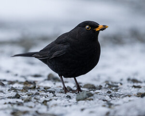 Fototapeta premium Blackbird on Frosty Winter Ground – Striking Dark Plumage in a Cold Seasonal Landscape