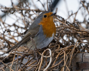 European Robin on Frosty Ground in Winter - Bright Red Breast Amidst a Snowy Natural Setting