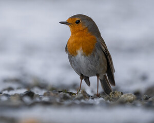 European Robin on Frosty Ground in Winter - Bright Red Breast Amidst a Snowy Natural Setting