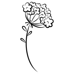 Hand drawn line art yarrow flower 