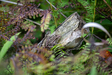 Obraz premium A northern leopard frog pretending to be a ninja in the wilderness.