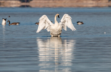Trupeter Swan in Yellowstone Lake Wyoming in Autumn
