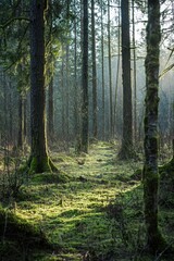 Obraz premium Exploring enchanted forest clearingethereal morning mist among moss-covered trees in a magical woodland setting