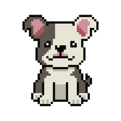 Obraz premium Pixel art cute boston terrier dog vector in retro style for design.