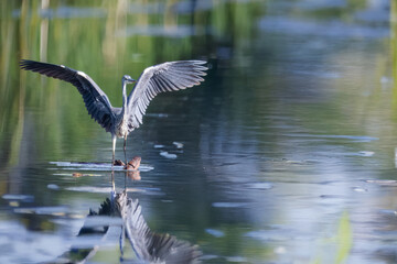 Un airone cenerino (Ardea alba) con le ali ancora aperte si bilancia su una pietra che emerge dallo stagno.