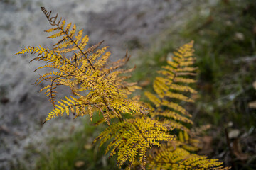 Photo d'une branche de fougere jaune isolee pris en macro