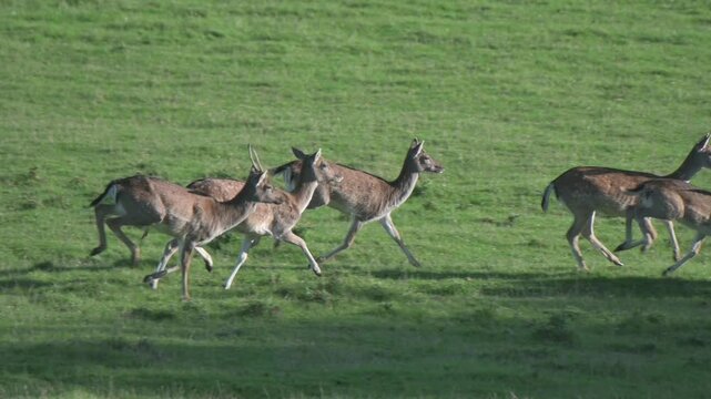 Young Fallow Deer (Darma darma) mostly females running in a deer park. October, Kent, UK. [Half speed]
