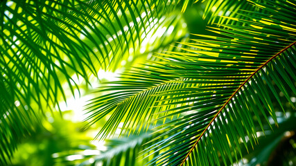 Obraz premium Palm tree leaves and tropical background with green foliage