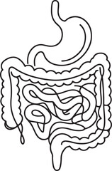Digestive System Line Drawing on Clean White Background – Simple and Elegant Art