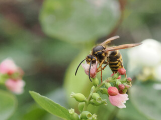 A wasp or hornet feeding on the pink flower of a ghost berry brush