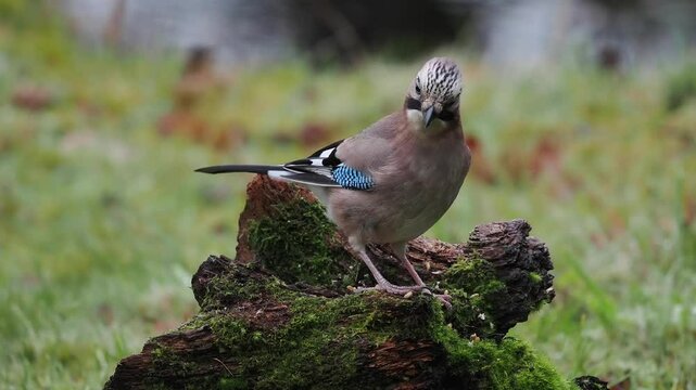 Eichelh&auml;her (Garrulus glandarius)