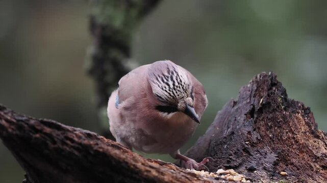 Eichelh&auml;her (Garrulus glandarius)