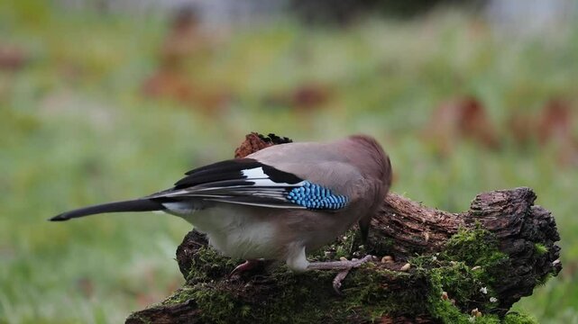 Eichelh&auml;her (Garrulus glandarius)